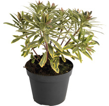 Euphorbia v čiernom kvetináči