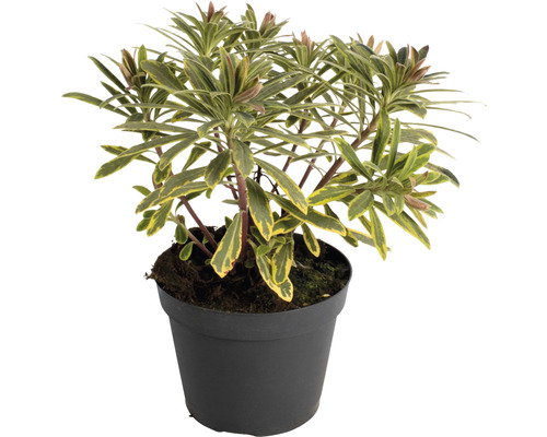 Euphorbia v čiernom kvetináči