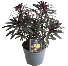 Euphorbia Purpurea v kvetináči