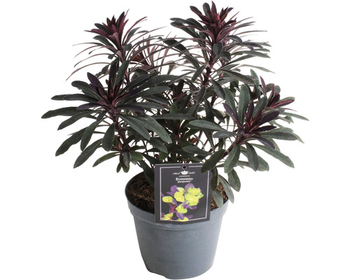 Mliečnik mandľovitý červený FloraSelf Euphorbia amygdaloides 'Purpurea' 5-50 cm kvetináč 15 cm Mliečnik mandľovitý červený FloraSelf Euphorbia amygdaloides 'Purpurea' 5-50 cm kvetináč 15 cm