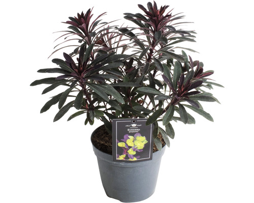 Mliečnik mandľovitý červený FloraSelf Euphorbia amygdaloides 'Purpurea' 5-50 cm kvetináč 15 cm