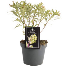 Euphorbia Marjolein, ponúkaná v kvetináči