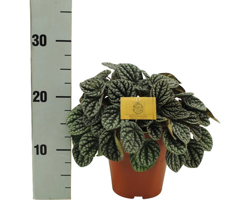 Peperómia trpasličia FloraSelf Peperomia burbella výška cca 25 cm kvetináč Ø 15 cm