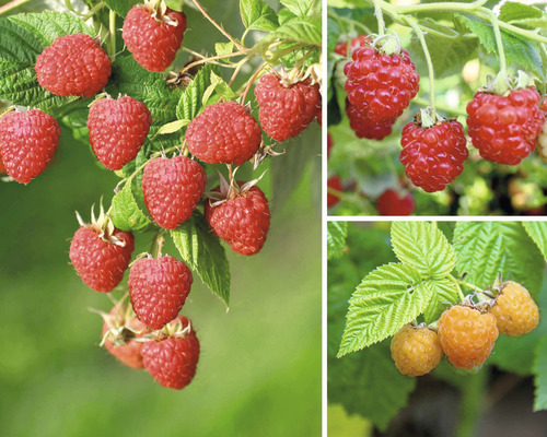 Maliník BIO Trio na špalieri FloraSelf Bio Rubus idaeus 50-60 cm kvetináč 6 l, 3 odrody červenej, žltej maliny