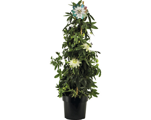 Mučenka pyramída Passiflora caerulea 'Constance Elliot' výška cca 70 cm kvetináč 2 l vonné kvety