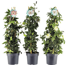 Mučenka belasá Passiflora caerulea výška cca 70 cm kvetináč 2 l