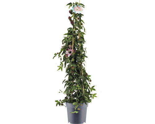 Mučenka Passiflora x violacea 'Victoria' výška cca 100 cm kvetináč 5 l