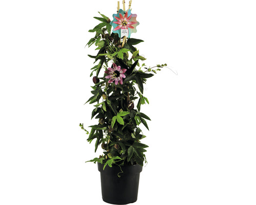 Mučenka Passiflora x violacea 'Victoria' výška cca 70 cm kvetináč 2 l