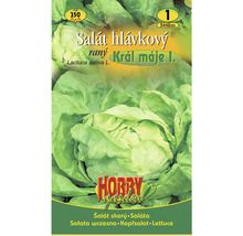 Balenie semien hlávkového šalátu