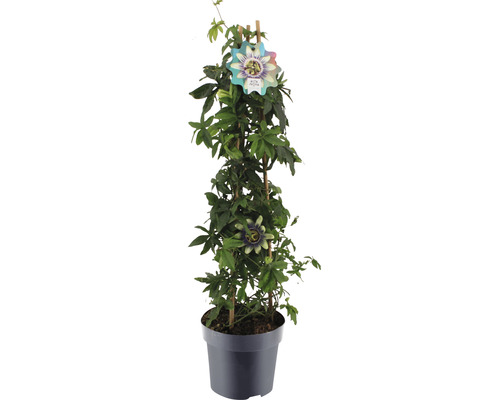 Mučenka belasá Passiflora caerulea výška cca 70 cm kvetináč 2 l