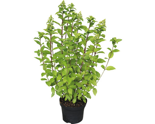 Hortenzia metlinatá Hydrangea paniculata 'Limelight'® 40-50 cm kvetináč 3 l