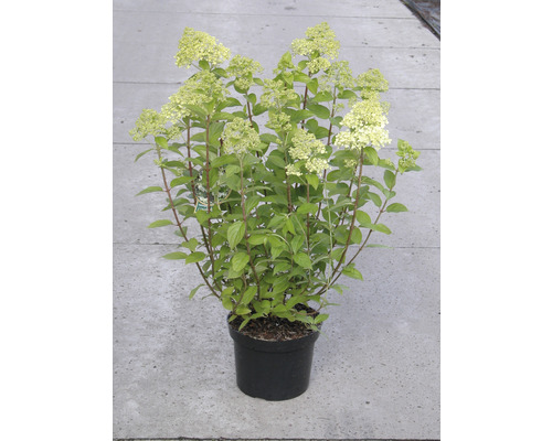 Metlinatá hortenzia v kvetináči