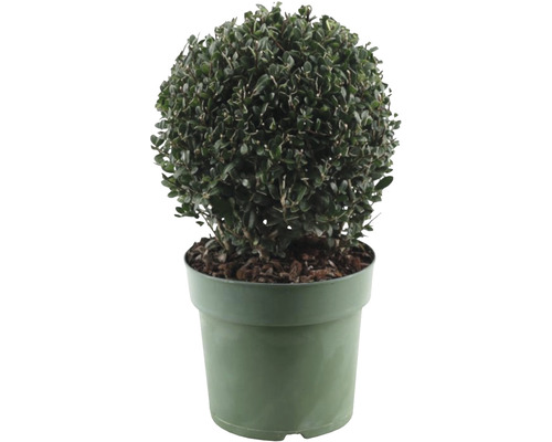 Cezmína vrúbkovaná guľa FloraSelf Ilex crenata 'Jenny' priemer cca 20 cm kvetináč 2,5 l