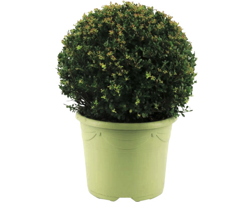 Cezmína vrúbkovaná guľa FloraSelf Ilex crenata 'Caroline Upright' priemer cca 32 cm kvetináč 12 l