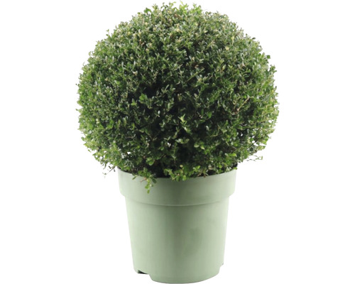 Cezmína vrúbkovaná guľa FloraSelf Ilex crenata 'Glory Gem' priemer cca 50 cm kvetináč 15 l