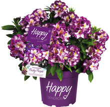 Rododendron Pushy Purple v kvetináči