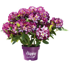 Rododendron v kvetináči s viacfarebnými kvetmi