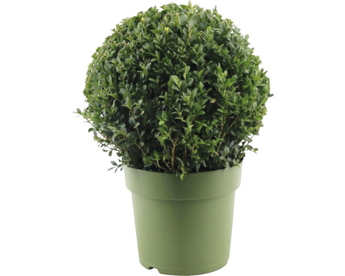 Krušpán guľa FloraSelf Buxus sempervirens priemer 28-30 cm kvetináč 4 l