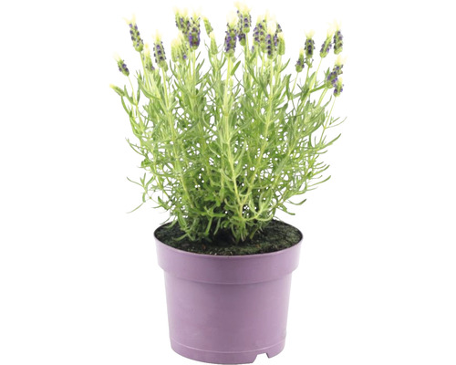 Levanduľa korunkatá FloraSelf Lavandula stoechas ‚Anouk‘ výška 20-25 cm Ø 15 cm kvetináč biely