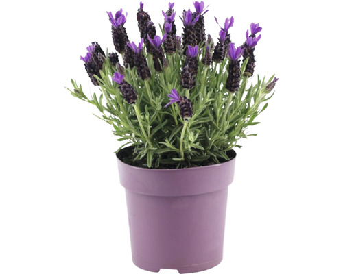 Levanduľa hlávkovitá FloraSelf Lavandula stoechas 'Anouk Premium Star' 20-25 cm kvetináč Ø 15 cm