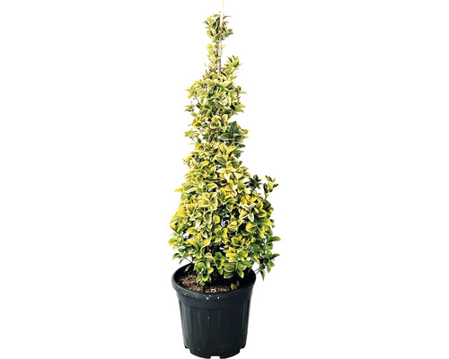 Bršlen japonský žlto panašovaný FloraSelf Euonymus japonicus 'Aurea' výška 100-120 cm kvetináč 20 l