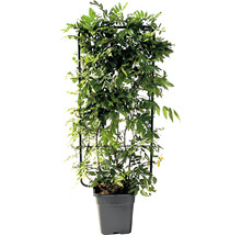 Vistéria čínska FloraSelf Wisteria sinensis špalier 110 x 50 cm kvetináč 18 l
