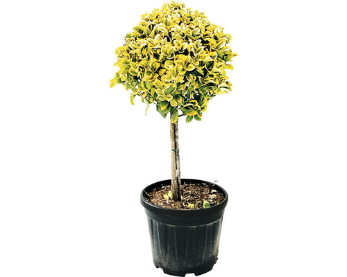 Bršlen japonský na kmienku žlto panašovaný FloraSelf Eunonymus japonicus 'Aurea' kmienok 45 cm kvetináč 15 l