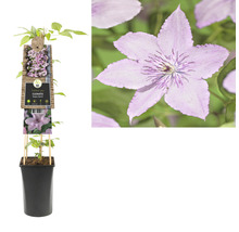 Plamienok v kvetináči