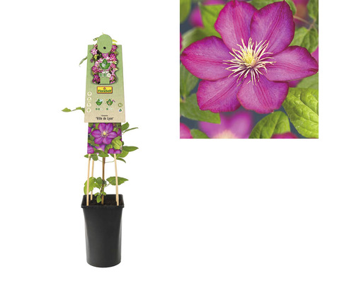 Plamienok Ville de Lyon v kvetináči s popínavou podperou