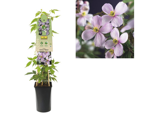 Clematis Montana Rubens v kvetináči s rastlinným štítkom