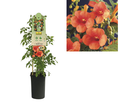 Trubač v kvetináči