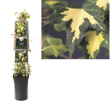 Brečtan v kvetináči s etiketou odrody