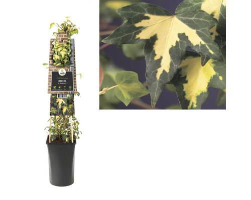 Brečtan v kvetináči s etiketou odrody