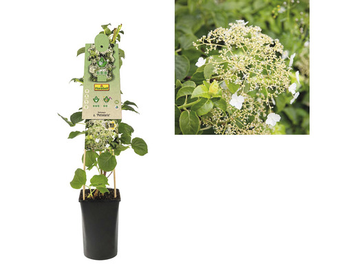 Popínavá hortenzia v kvetináči s etiketou rastliny a detail kvetu