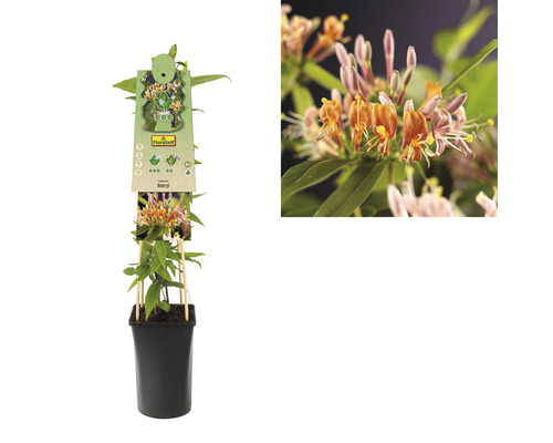 Na obrázku je zemolez v kvetináči.