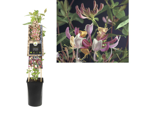 Zemolez v kvetináči s kvetmi