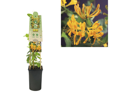 Zemolez rastúci v kvetináči