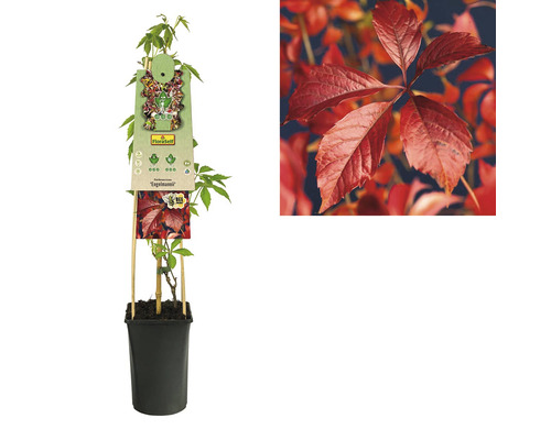 Mladá rastlina paviniča päťlistého v kvetináči s podperou na popínanie