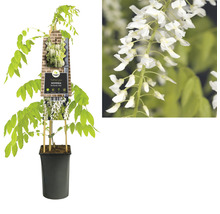 Wisteria rastlina v kvetináči s bielymi kvetmi.