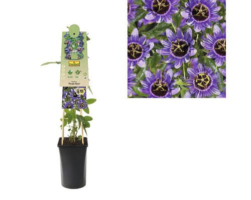 Mučenka FloraSelf Passiflora caerulea „Purple Haze“ 50-70 cm Ø 16 cm kvetináč