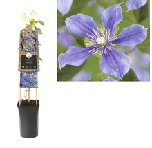 Plamienok v kvetináči s popínavou oporou