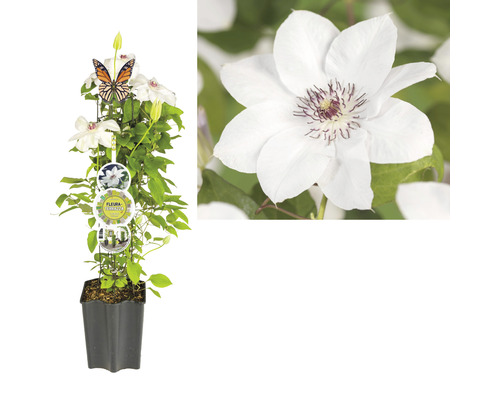 Plamienok FloraSelf Clematis kultivar výška 50-60 cm kvetináč 3 l biely