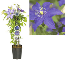 Popínavá rastlina Clematis v kvetináči s podperou a kvetmi