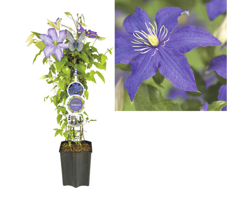 Popínavá rastlina Clematis v kvetináči s podperou a kvetmi