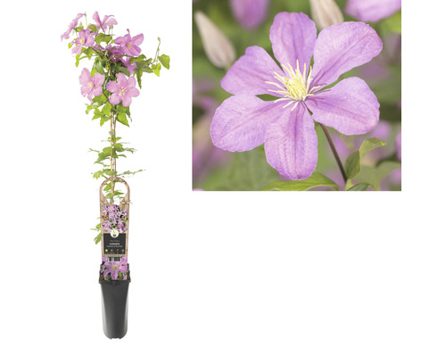 Plamienok v kvetináči s podperou a fialovými kvetmi