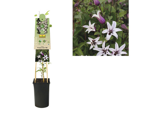 Clematis ''Princess Kate'' v kvetináči s popínavou oporou