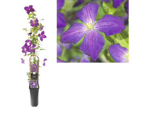 Plamienok Clematis kultivar 'So Many® Purple Flowers PBR' výška 80-90 kvetináč cm 2,3 l