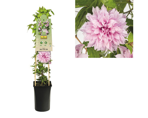 Clematis Multi Pink v kvetináči