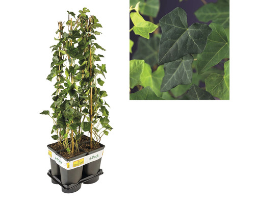 Brečtan ako balenie po 4 kusoch s mriežkovou oporou