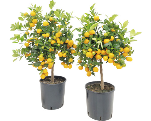 Dva mandarínkovníky v kvetináči so zrelými plodmi a zelenými listami.